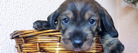 Cachorros de Teckel de pelo duro.